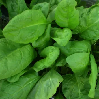 Fresh Spinach 